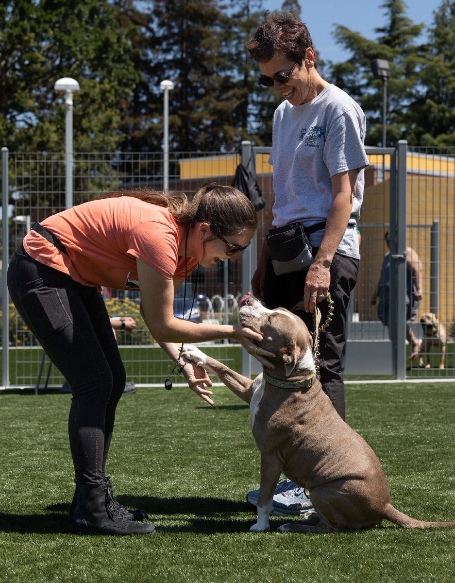 APPAtweets's tweet photo. Service dogs can be life-changing for veterans who experience PTSD. Our #APPAGivesBack partner @ARFtweets trains service dogs to support veterans with PTSD symptoms, providing companionship, stability & support in establishing routines and self-care practices. #PTSDAwarenessDay https://t.co/IuxzYg0k8U