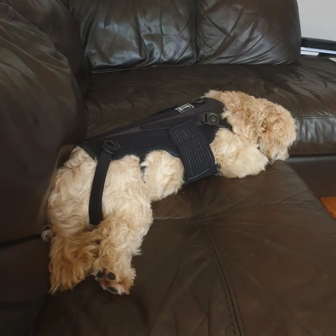 AnimalOrthocare's tweet photo. Arnie is taking a snooze in his L'il Back Bracer! 🦮💕

Photo Credit: @youaremorethanadisability

#ivddsurvivor #ivddrecovery #ivddawareness #ivddsucks #dogswithivdd #animalorthocare #lilbackbracer #ivddaintgotnothinonme #longbackdogs #sausagedogs https://t.co/WfeKDIcwvP