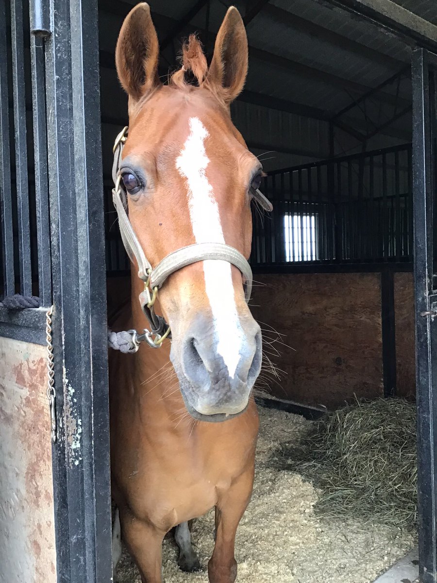nopitypolitics's tweet photo. How often would you say it happens that a vet declares a mare open via U/S but they’re wrong? I’m not saying they’re wrong BUT, this mare just…we have a feeling. She’s just too different now to ignore that possibility. #askavet #equinevet #equineivf #equineai https://t.co/vKMXmD7Pjh