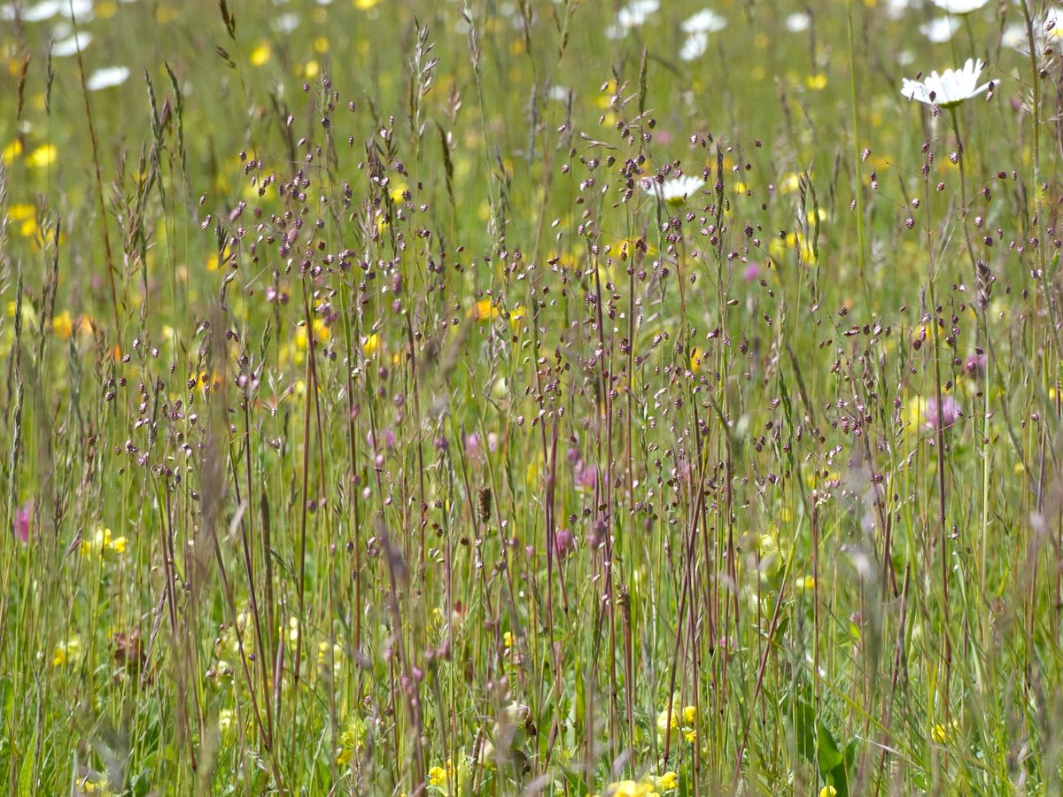 RestREco1's tweet photo. The @RestREco1 grassland team have been busy carrying out all the same #ecosystem #function measurements at 18 #calcareous #grasslands sites in Southern England. 

Follow research technician @MWeites from @UK_CEH  for updates on our progress! https://t.co/B1hc5mYmDI
