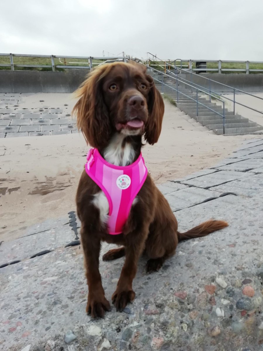 sarahkandi's tweet photo. My little beach babe has grown up 🏝🐶 https://t.co/TebecmLkXH