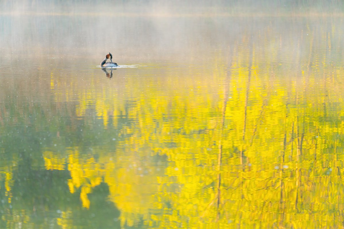 Hurry - our SPACE category closes for entries at midnight BST 30th June, so make sure you don't miss the deadline. Visit our website for details and to enter wildartpoty.com Here is last year's Silver Award winner by @SillyPigsPlay . @SwarovskiOptik @OMSYSTEMcameras