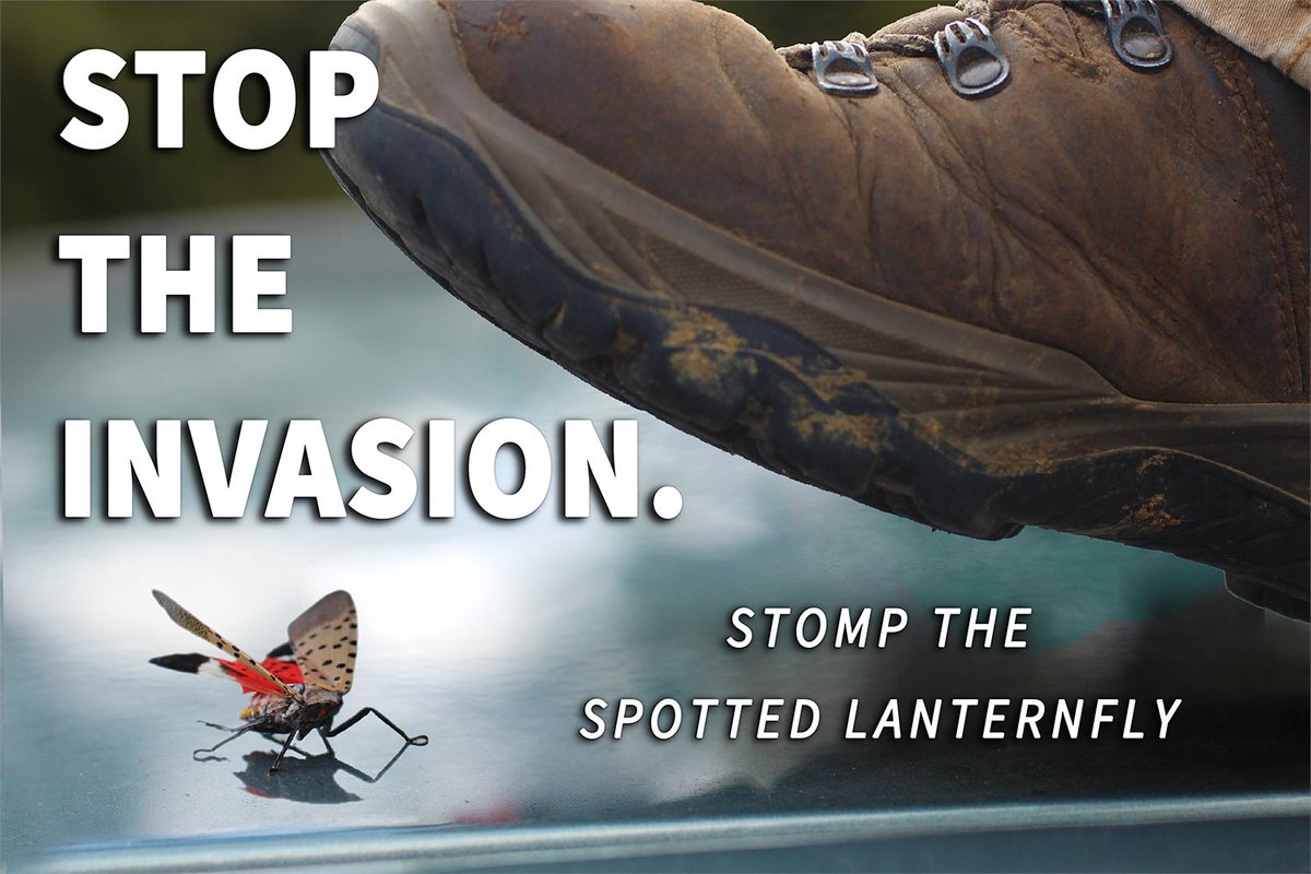 VaAgriculture's tweet photo. Spotted Lanternfly have hatched in parts of Virginia. These invasive pests can be very harmful to Virginia agriculture. If you see them, 
“Stomp ‘Em, Squash ‘Em, Smash ‘Em”! https://t.co/oyScnjoqn1