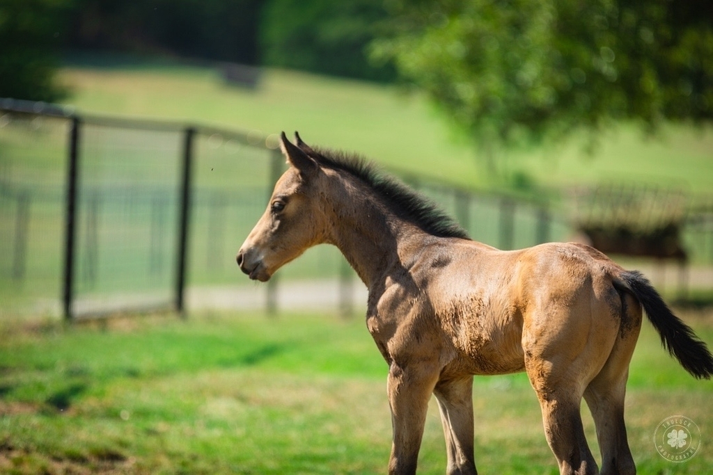 cowboymagic's tweet photo. Happy Monday! Let's make it a great week!
Photo by @truluckphoto

"Let's start the week off right with this adorable foal. 😍"

#cowboymagic #equine #equinesofig #equinephotos #horsephotos #horselife #ilovehorses #horsesofinstagram #horsestagram #wowp… https://t.co/DfJdzzq8yN https://t.co/QL6P2b8ir7