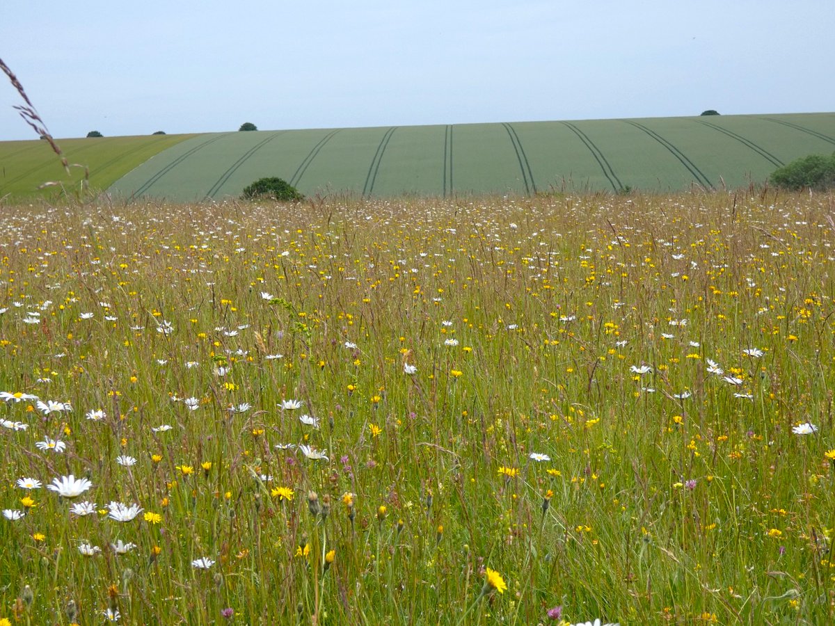 RestREco1's tweet photo. The @RestREco1 grassland team have been busy carrying out all the same #ecosystem #function measurements at 18 #calcareous #grasslands sites in Southern England. 

Follow research technician @MWeites from @UK_CEH  for updates on our progress! https://t.co/B1hc5mYmDI