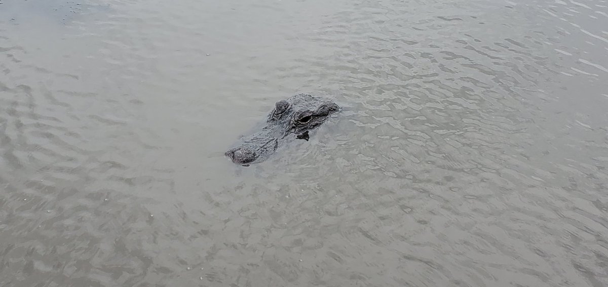 GoharHamo's tweet image. Getting in some local culture and beauty @iste #ISTELive #ISTELiveContest