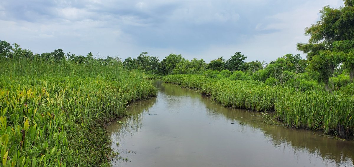 GoharHamo's tweet image. Getting in some local culture and beauty @iste #ISTELive #ISTELiveContest