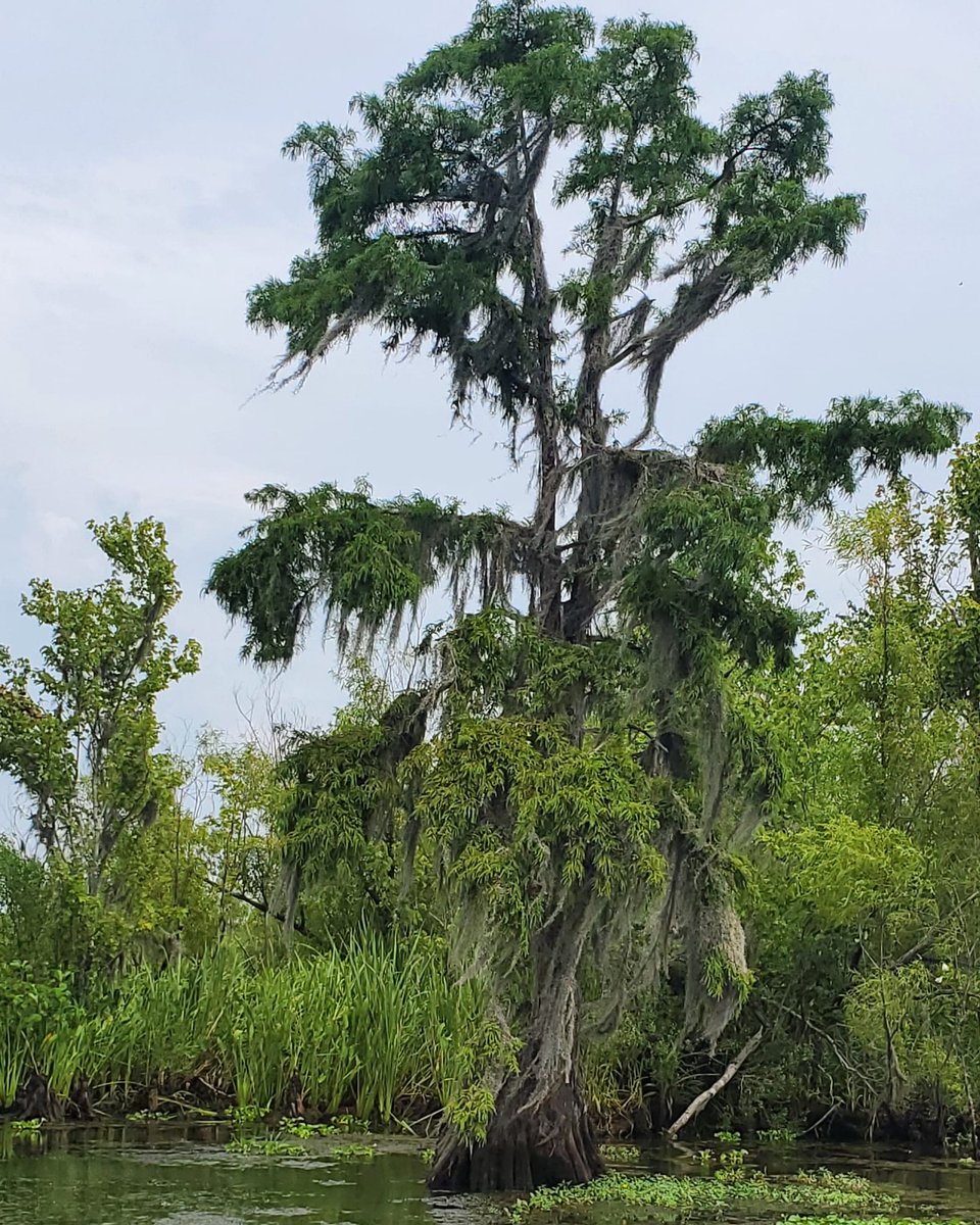 GoharHamo's tweet image. Getting in some local culture and beauty @iste #ISTELive #ISTELiveContest