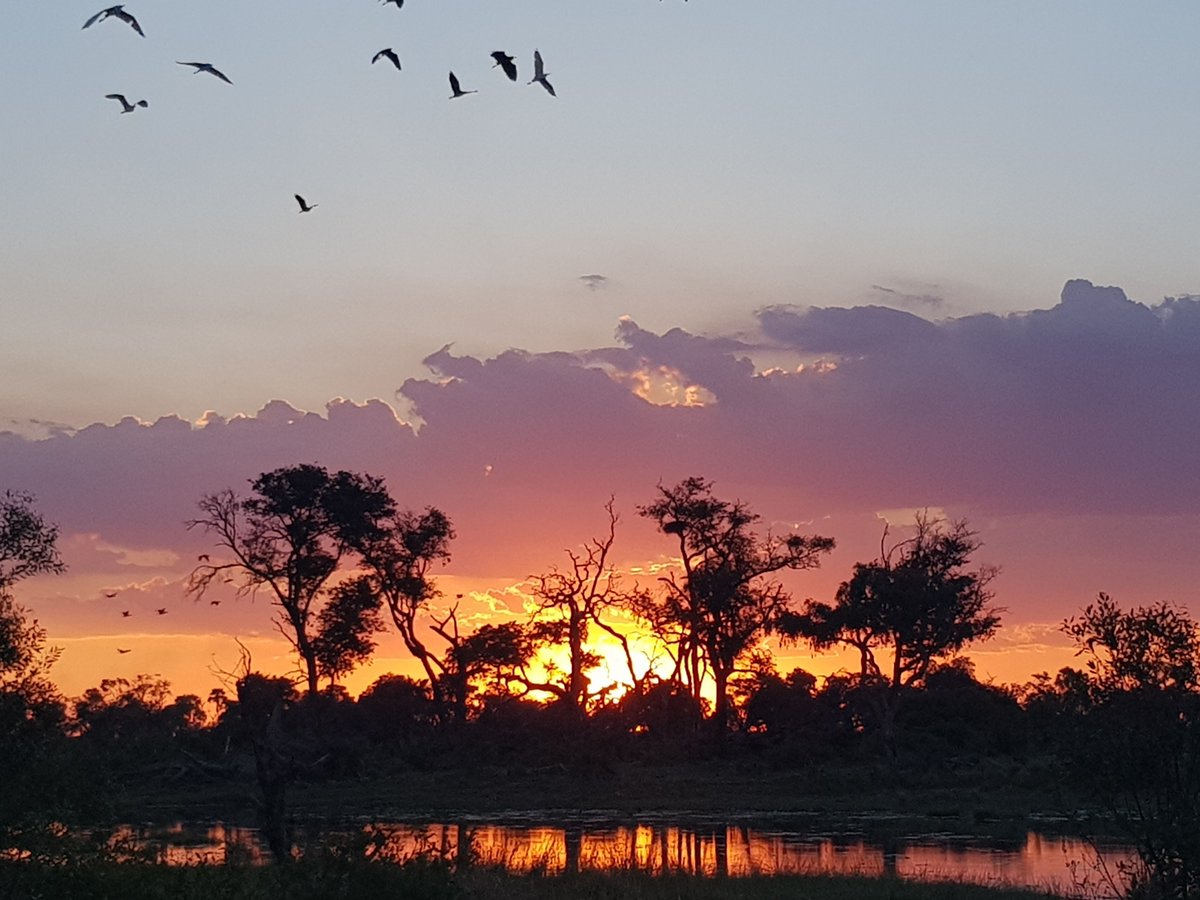OkavangoSafaris's tweet photo. Don't miss Botswana's #secretseason which starts with the first rains in November and ends in March. It comes with plenty of special experiences (newborn babies, exceptional birding, exclusivity, dramatic skies) and at very affordable rates. #specialdeals
https://t.co/PyGExuSN4W https://t.co/i7JiAgVp6A