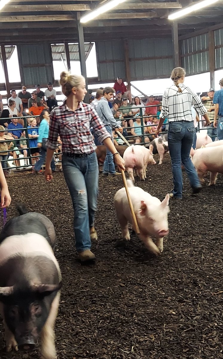 BegleKenzie's tweet photo. We had the 4H fair this weekend.  Had good help with washing my hogs and getting them ready to show #4H #4Hfair #pig #oink #Swineshow https://t.co/DQN2ZcUIYw