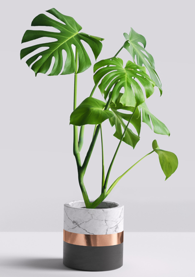 CityAirTech's tweet photo. Our natural air-purifier planters are flexible in terms of size, style, and color. 
Perfect to be fitted into any interior style.

#airpufirier #air #cleanair #biophilia #biophilicdesigne #office #officeair #biophilicoffice https://t.co/ObKCZ80bNb