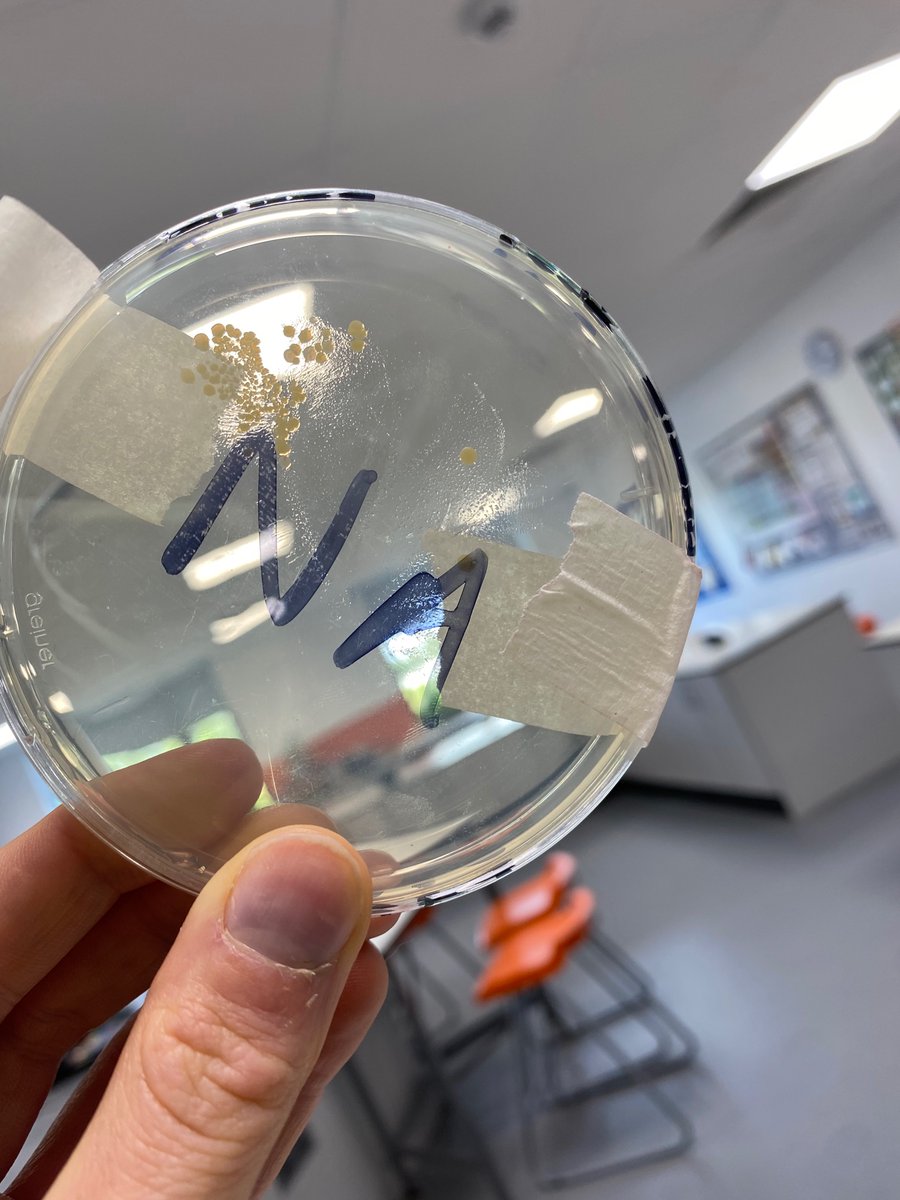 This is your sign to do agar leaf prints the next time you teach plant disease 🧫 🍃 Nutrient agar shown, potato dextrose might be worth a try! <a href="/PontSci/">Ponteland Science</a> <a href="/chatbiology/">Chat Biology</a>