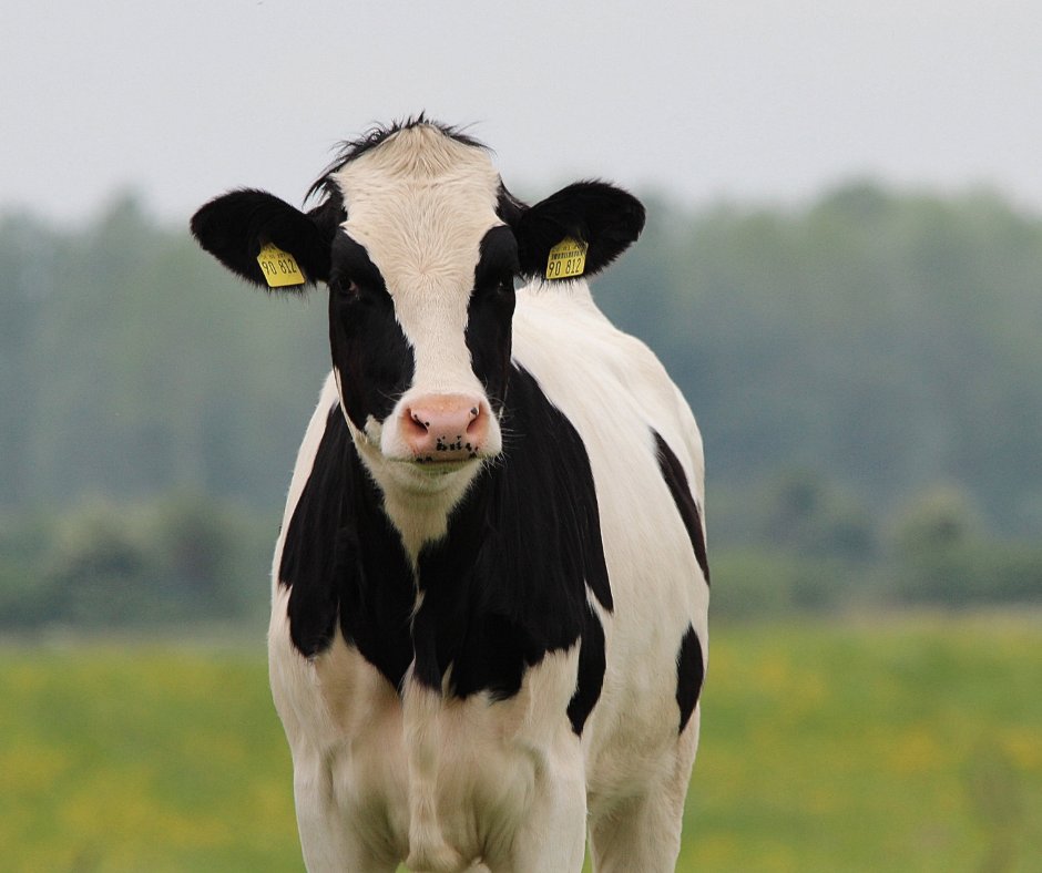 mymdfarmers's tweet photo. Did you know you can learn a lot from just a cow’s name? Learn some more udder-ly fascinating facts about the dairy industry! https://t.co/Hvh2aciBe8 #MyMdFarmers #Dairy #NationalDairyMonth https://t.co/Jiqbu1k90B