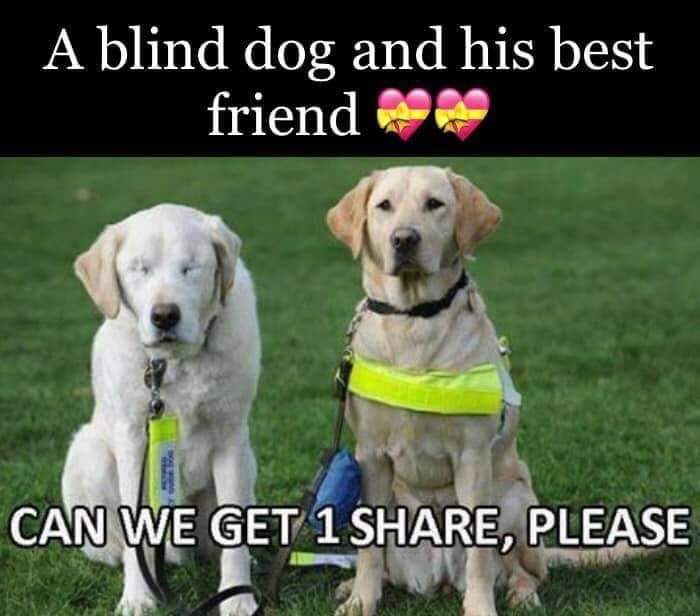 A blind dog and his be friend...Can we get 1 Share , 1 Like please 🙏😍😍