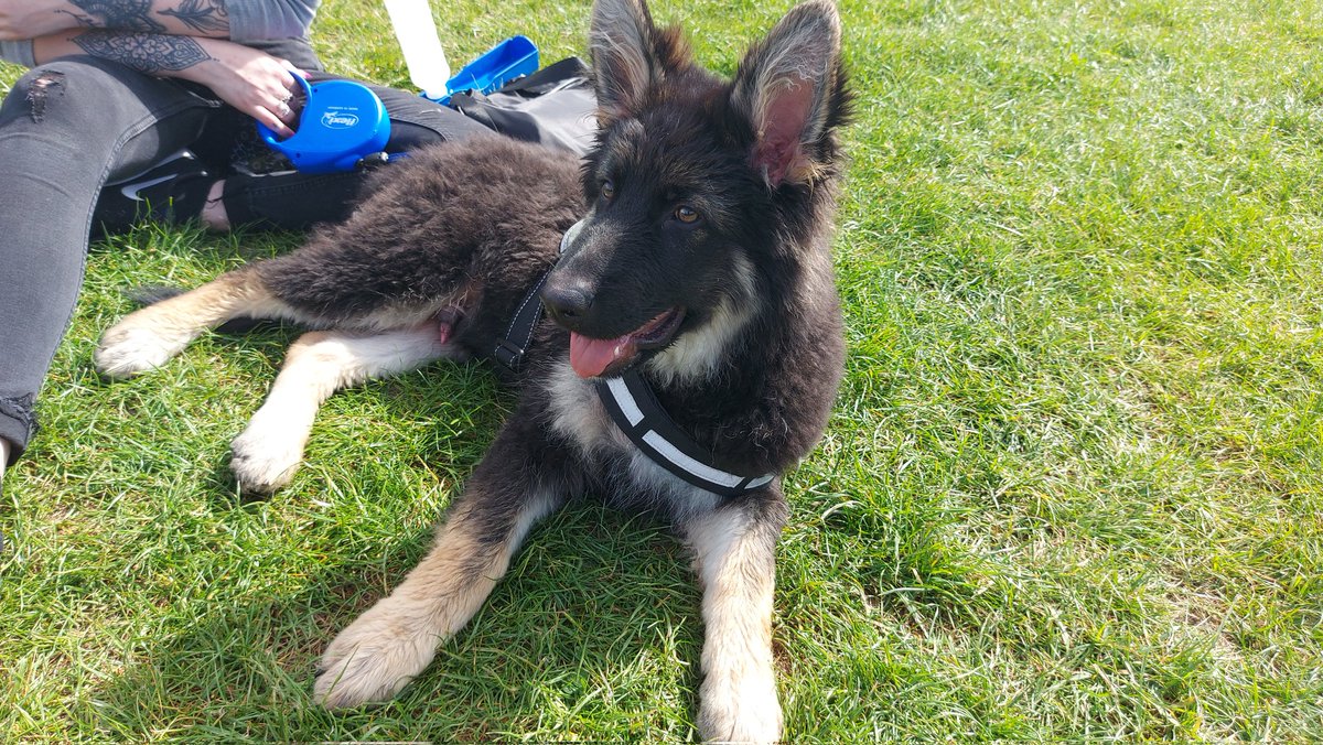 StevenJArmitage's tweet photo. Over the moon - sadly circumstances mean daughter was going to have to rehome -so we  have taken this ball of trouble in ! https://t.co/BGNQ2Xzpr7