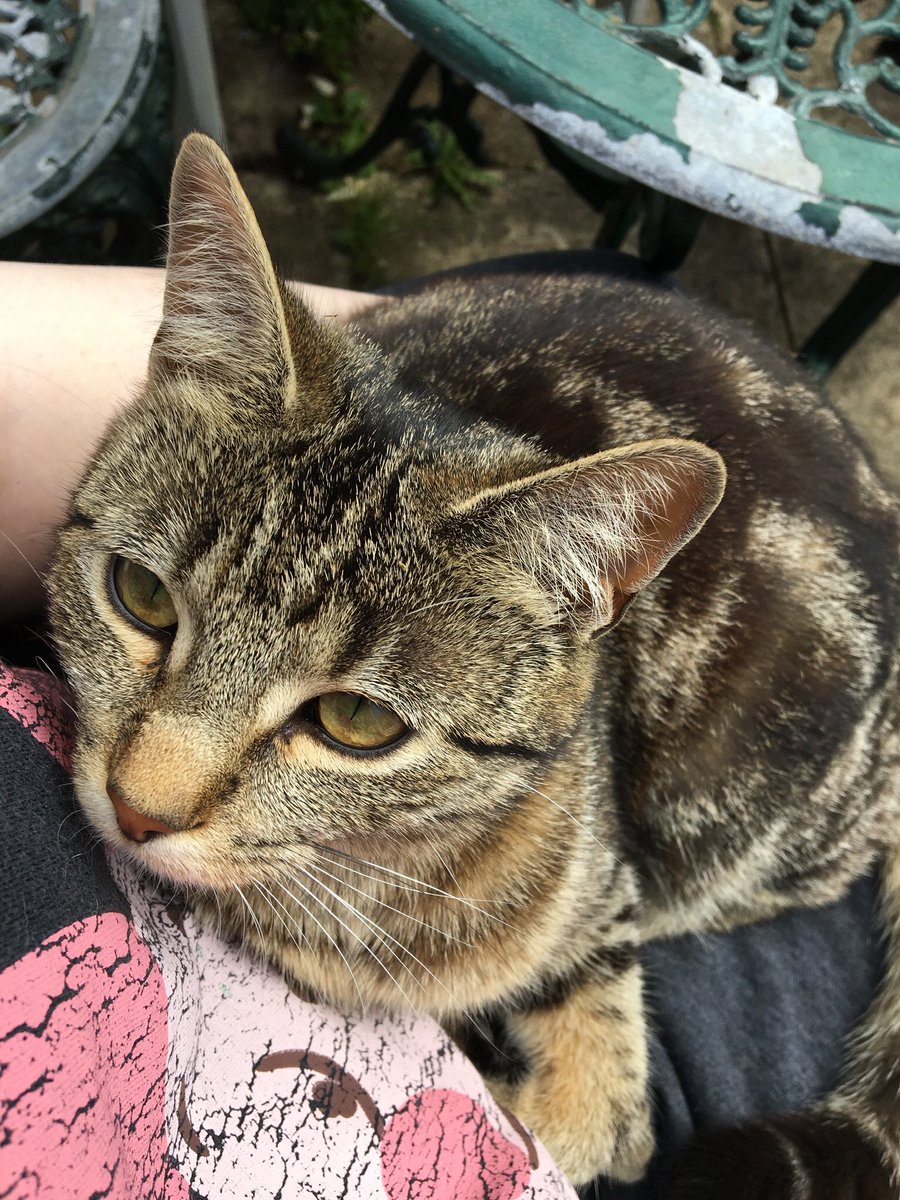 JesseandGiz15's tweet photo. Willow #visitingcat loafing on smallest hoom siblings lap on #kittyloafmonday @ChiefTabi https://t.co/KifUVOl5wq