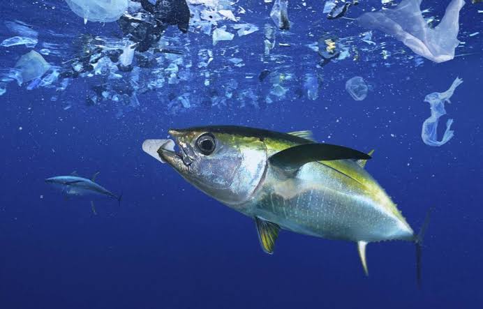 Le saviez-vous : 8 millions de tonnes de plastiques déversés chaque année dans l'océan et 1 camion de Benne chaque minute. 1,4 millions d'oiseaux meurent et 140.000 mammifères chaque an suite aux plastiques déversés dans les eaux. <a href="/TaraOcean_/">Fondation Tara Océan</a> <a href="/Internews_RDC/">Internews RDC</a> <a href="/bibich_nguwa/">Bibich Nguwa</a>
