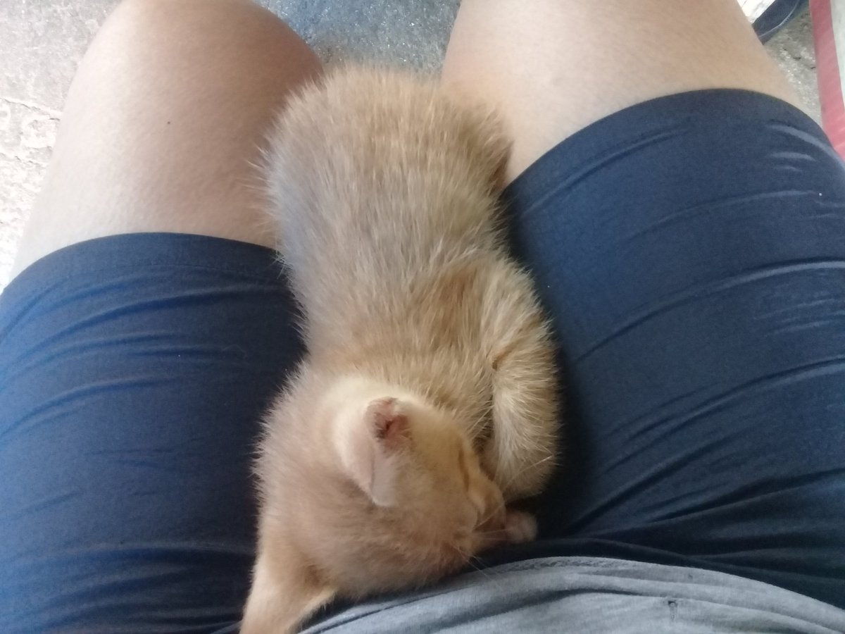 Lindahatori1's tweet photo. Foto de gatito bien dormido en mis piernas, mi niña me lo dio y se durmio ahi https://t.co/VZfNwXUEBT