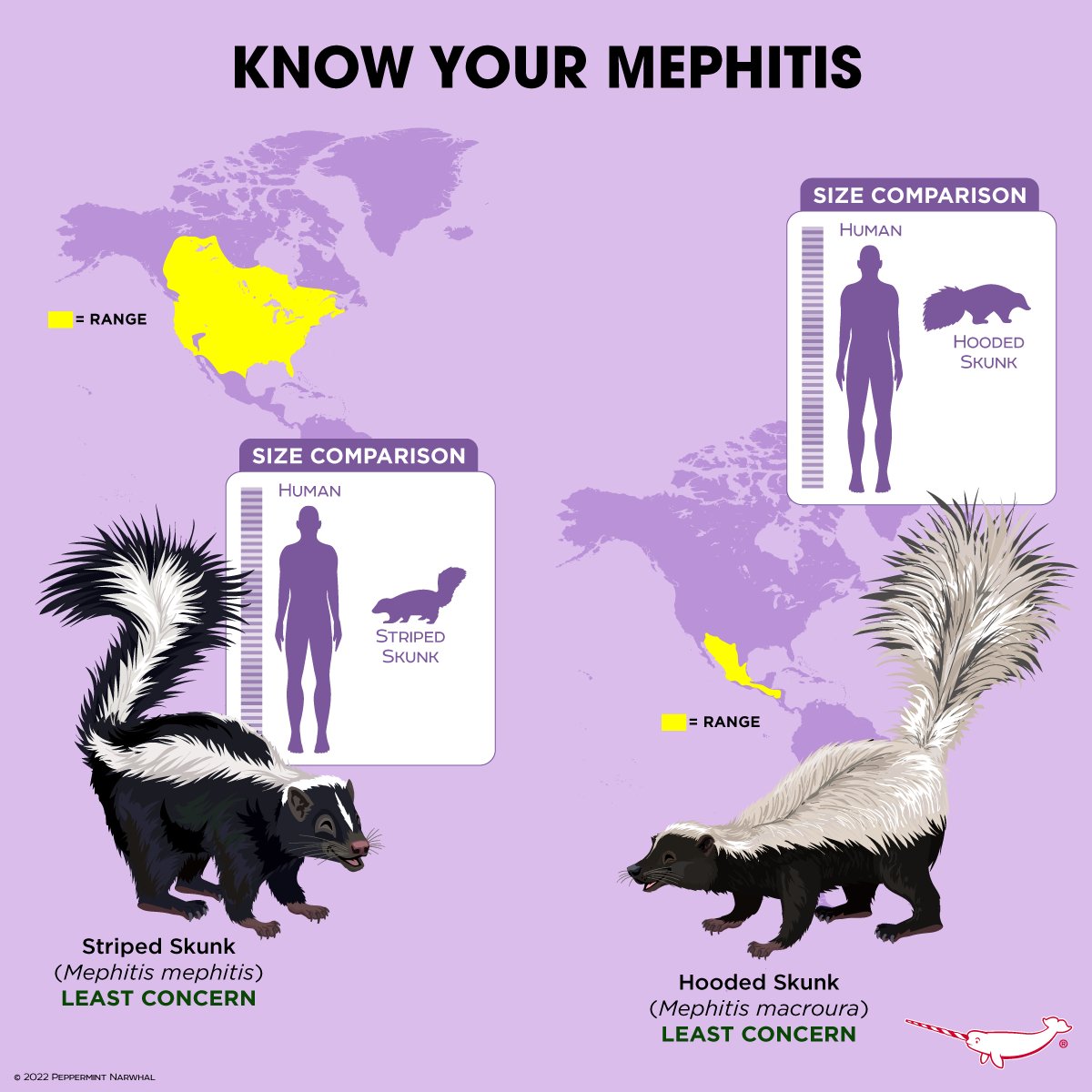 PepomintNarwhal's tweet photo. #KnowYourMephitis #StripedSkunk #HoodedSkunk
Shop #PeppermintNarwhal: https://t.co/hx0eosUnRT
#Mephitis #Skunk https://t.co/zVQeZp5t4b