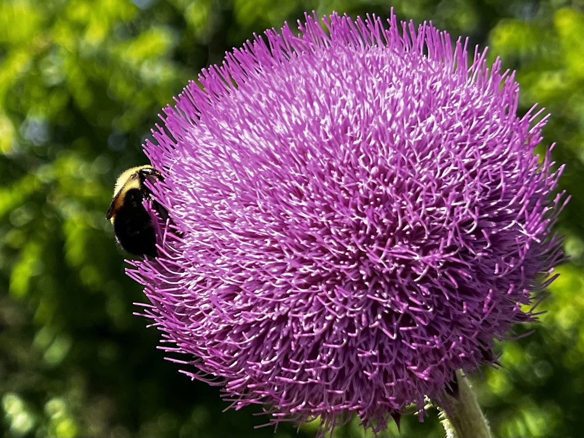 FlowerOfThe_Day's tweet photo. #floweroftheday #muskthistle https://t.co/m6EwxPVEjw