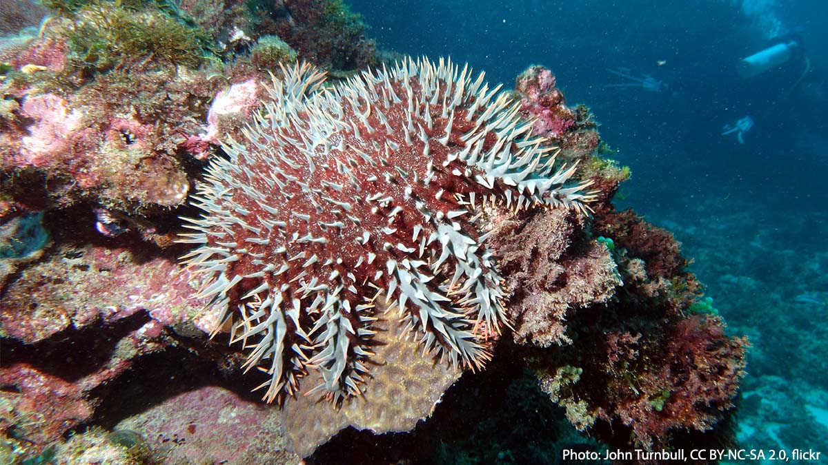 AMNH's tweet photo. How does the crown-of-thorns sea star use its “thorns”? As a form of defense! This sea star, which inhabits Indo-Pacific waters, is often the largest sea star on a coral reef, growing up to 16 inches (40 centimeters) from tip to tip. https://t.co/zgjHv1nJp0