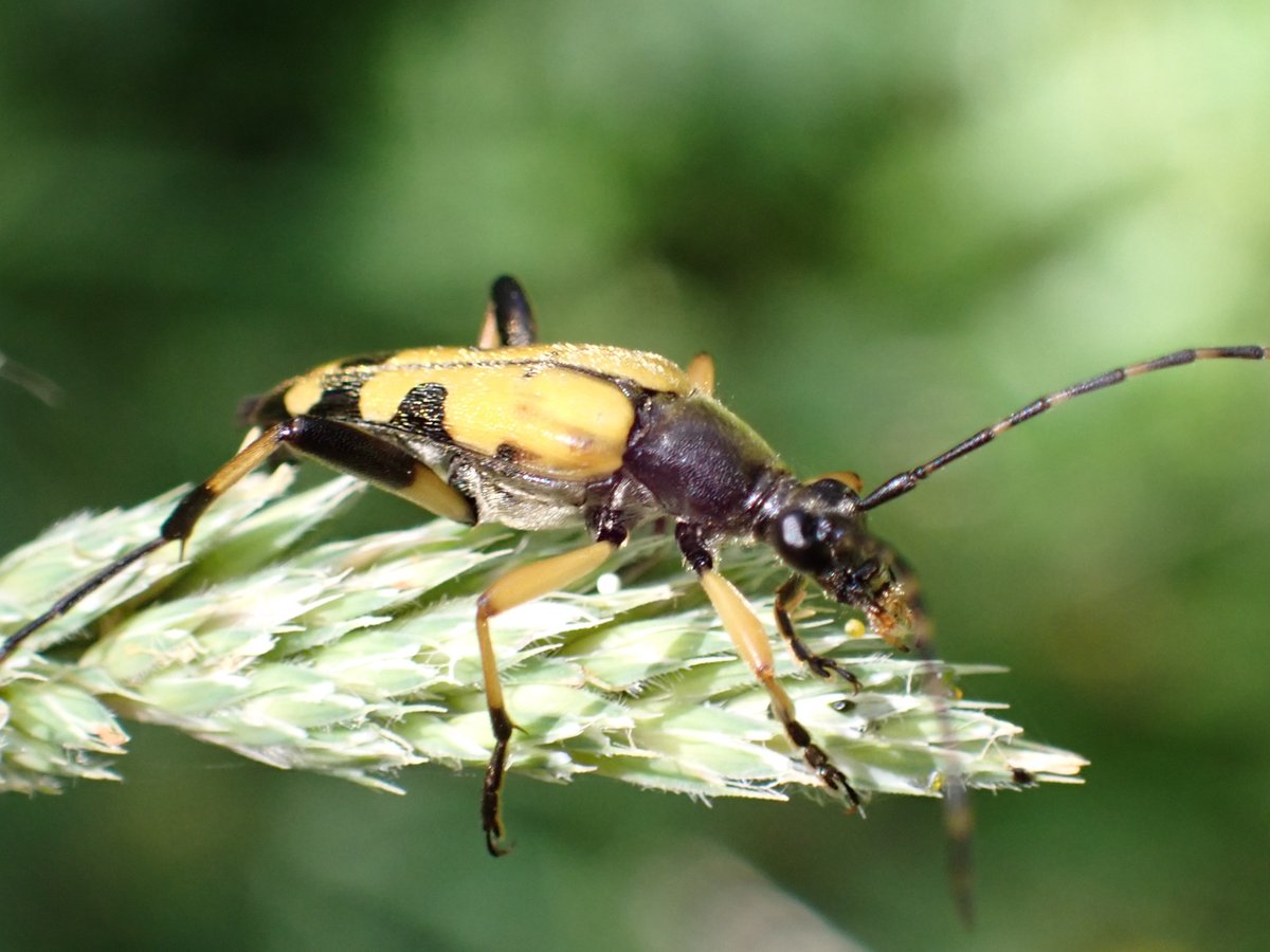 alison_fure's tweet photo. some ID help please #Ricewood #Helpston https://t.co/qdogNj1Shv