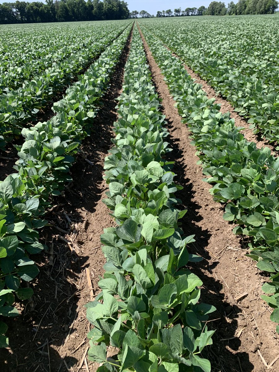 larryhelm4's tweet photo. FS HiSoy plot in Oran Missouri looking good! @sfsagro @Southern_FS @InVISION_HiSOY @plant2022 https://t.co/NCyPLNcv2c