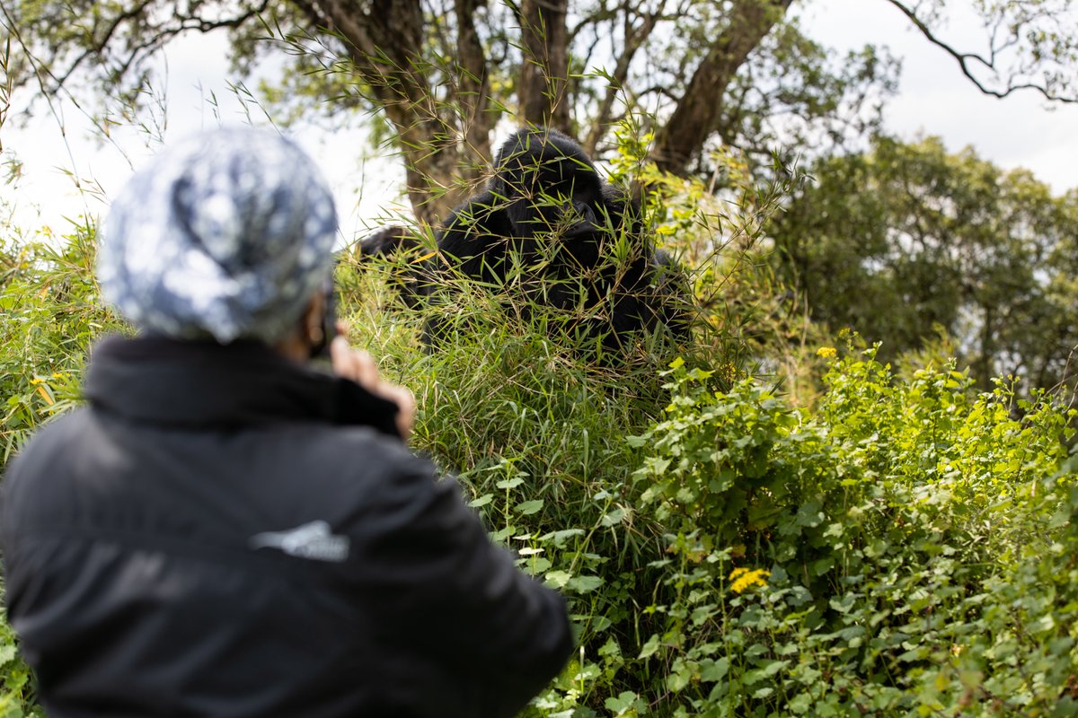 I am moved by reuniting with Ingoga (Courage) and his Umubano (Live Together) family in their natural habitat at the majestic Volcanoes National Park in Rwanda after we first met many years ago when this gorilla was a baby. We must conserve, cherish and protect wildlife.