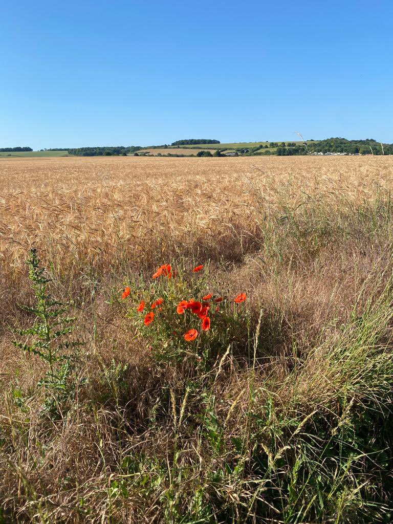 WiPUK's tweet photo. More great pics from #StepIntoSummer TeamNatExec #blueskies #summerdays @StrideTreglown @S_Weatherall @WiseLivingHomes https://t.co/iBlSVaNvCg