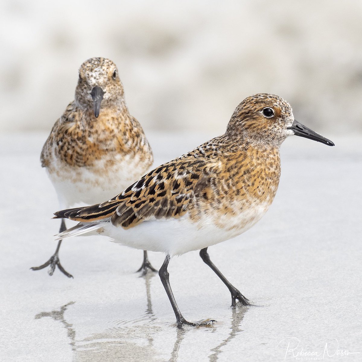 puffinpassion's tweet photo. Spangled Spring Sanderling on Grutness beach before their return to breed further north. #Shetland #Sanderling #waders #shorebirds #omsystem @OMSYSTEMcameras #OM1 #pinsharp #shetlandbirds @NatureInShet @ShetlandTours https://t.co/dqu0Oxs7qu