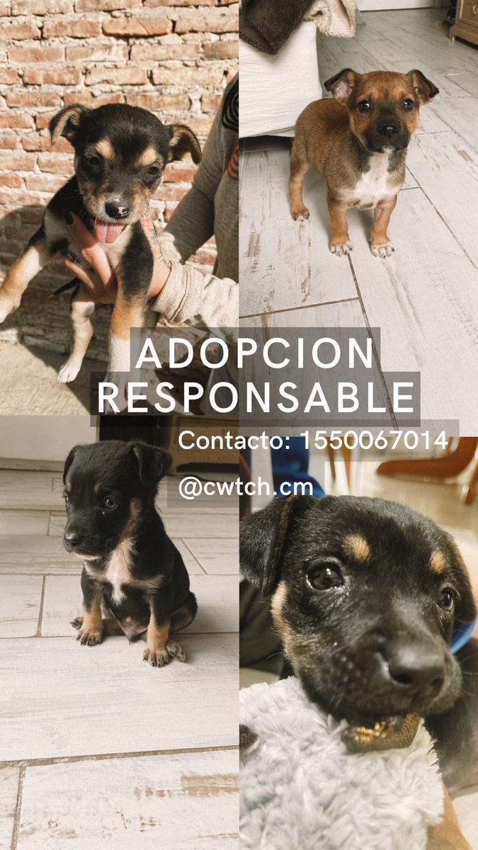 Soyeleowexler's tweet photo. Me ayudan a difundir?
Adopción responsable 💕
@elcampito @ZaguatesRefugio @matildablanco @valeriaschapira @memefunes https://t.co/wixUAQVvs9
