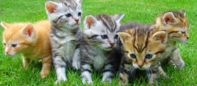 ITCSWebClock's tweet photo. Who doesn't love a kitten?? This month we celebrate "Adopt a Cat".
Go to your local shelter today! #adoptacat #itcswebclock #giveafurryfriendahome https://t.co/A7xyGhqqw4