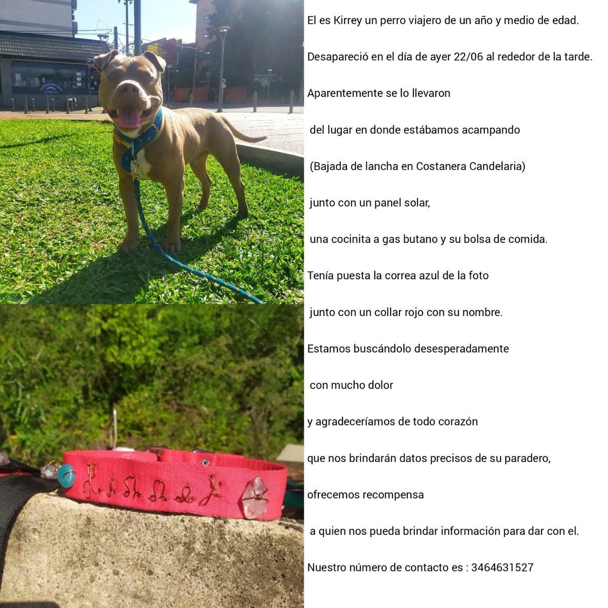 Sigue la búsqueda de Kirrey, el perro robado en Candelaria a un pareja de viajeros. Se ofrece recompensa
#mascotasbuscadas #mascotasperdidas #candelariamisiones
#LlamadoALaSolidaridad