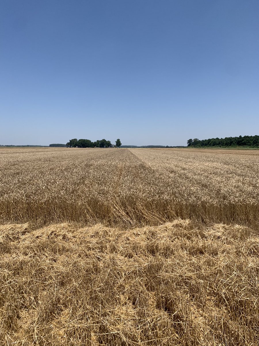 larryhelm4's tweet photo. Cut the FS InSPIRE wheat field last week, got I nice shower over the weekend and time to plant that FS HiSoy soybean plot this morning. Excellent weather for this today. @sfsagro @Southern_FS @A_A_RonHenry @InVISION_HiSOY @plant2022 https://t.co/jqooD71YZ0