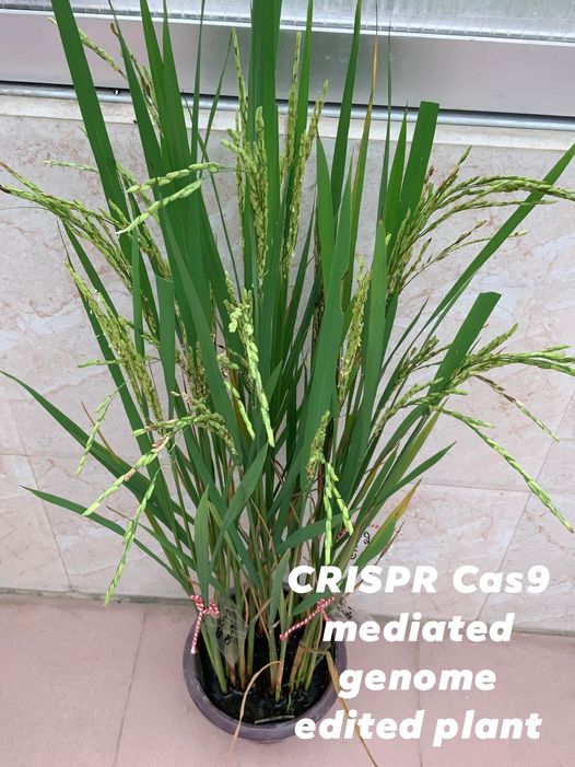 Arif Hossain tweet media