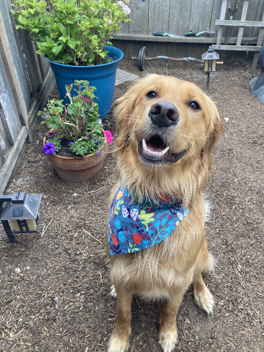 FindingDory831's tweet photo. #backyard #summertime #goldenlife https://t.co/vORLpgB4FB