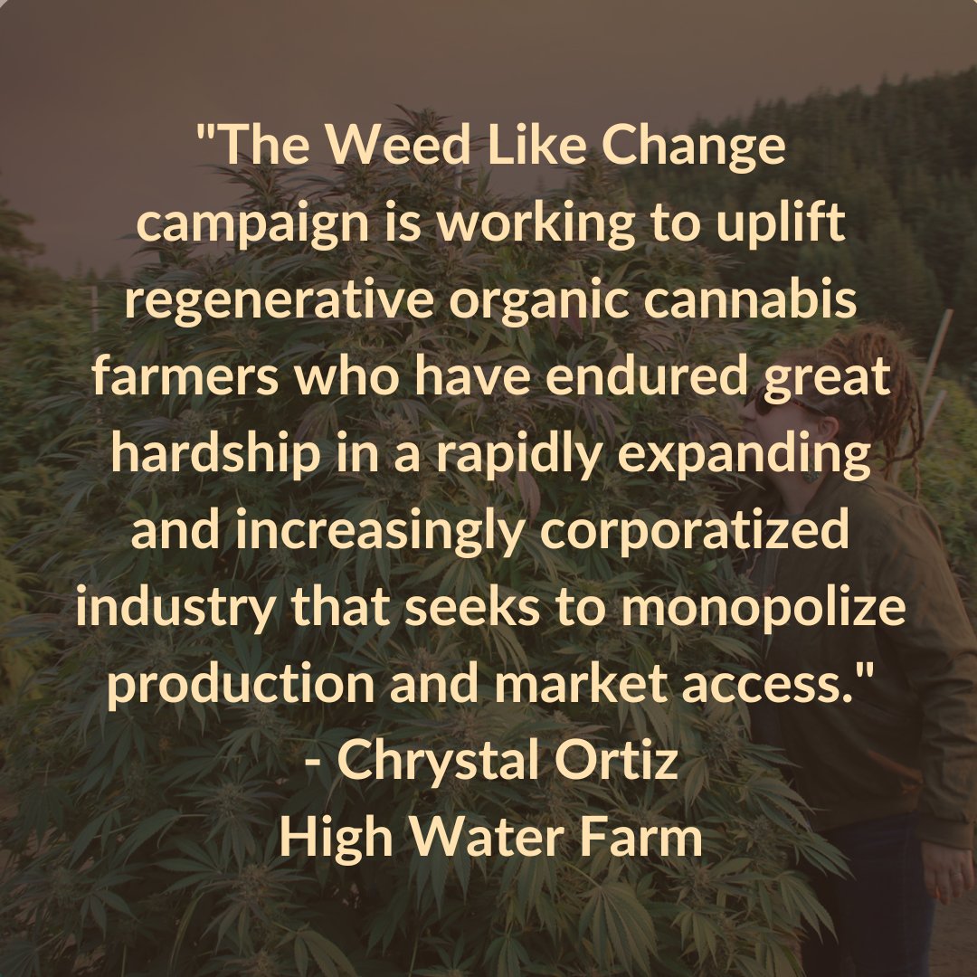 SunAndEarthCert's tweet image. The #WeedLikeChange campaign has high hopes to shift the industry toward environmentally responsible and ethically produced cannabis products. 

The objective of the campaign is to improve market access for independent and small-scale legacy farmers…