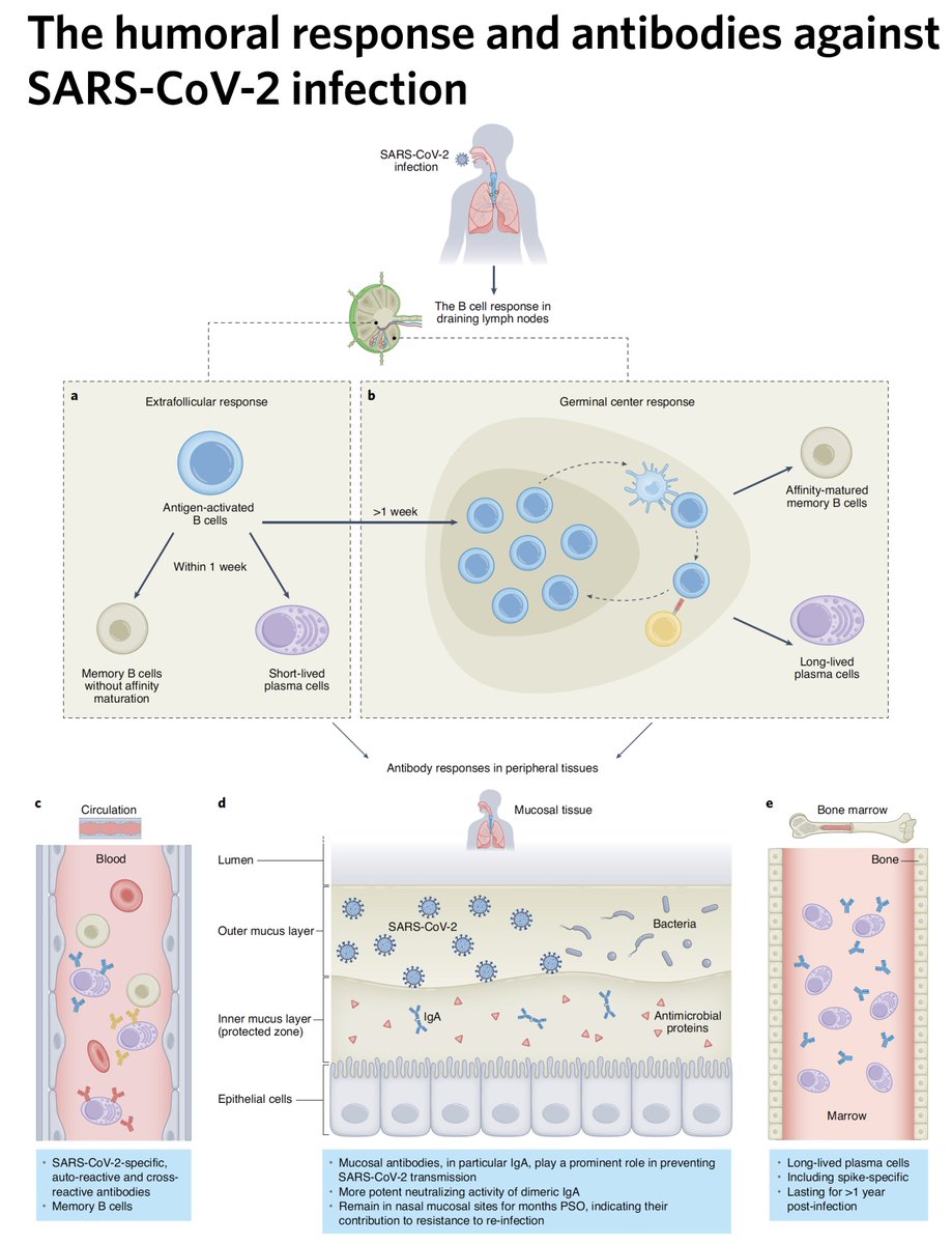 A new outstanding review on the antibody response to #SARSCoV2 nature.com/articles/s4159… @NatImmunol and the path to variant-proof Covid vaccines