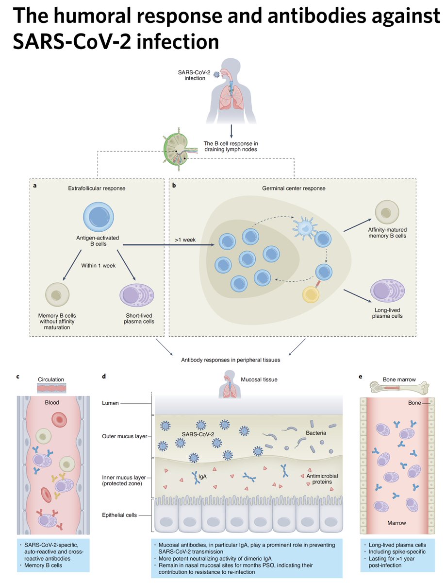 Eric Topol (@erictopol) on Twitter photo A new outstanding review on the antibody response to #SARSCoV2 nature.com/articles/s4159… <a href="/NatImmunol/">Nature Immunology</a> and the path to variant-proof Covid vaccines A new outstanding review on the antibody response to #SARSCoV2 nature.com/articles/s4159… <a href="/NatImmunol/">Nature Immunology</a> and the path to variant-proof Covid vaccines