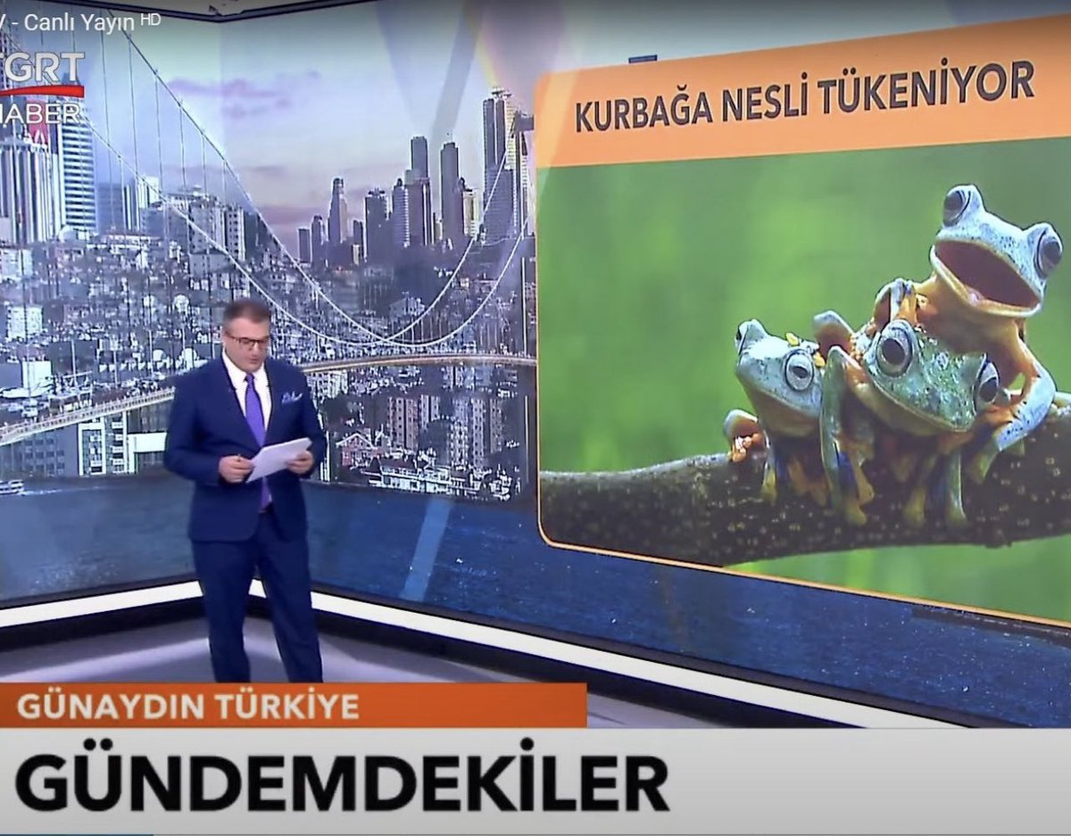 eacarerX's tweet photo. Bunlar telaşlanınca neden akıllarına penguen ya da kurbağa gibi şeyler geliyor. Bu da muamma değil mi? 🐸 🐧 https://t.co/gCTw4cfxxz
