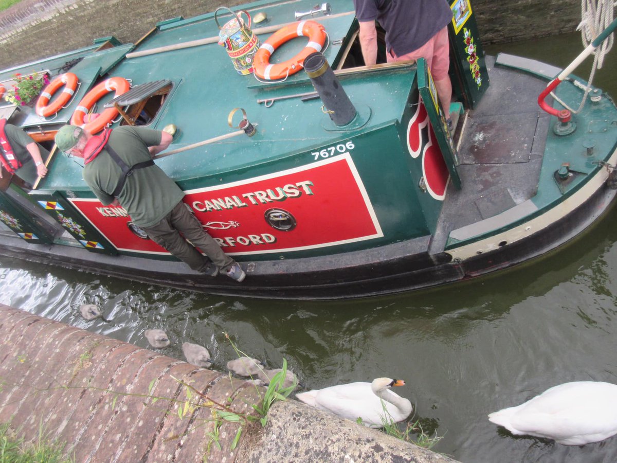 The crew on Saturday afternoon being very careful not to upset Mother Swan and her cygnets in Dunmill Lock. Luckily Father swan appeared to lead his family out of the lock before the gates were closed.