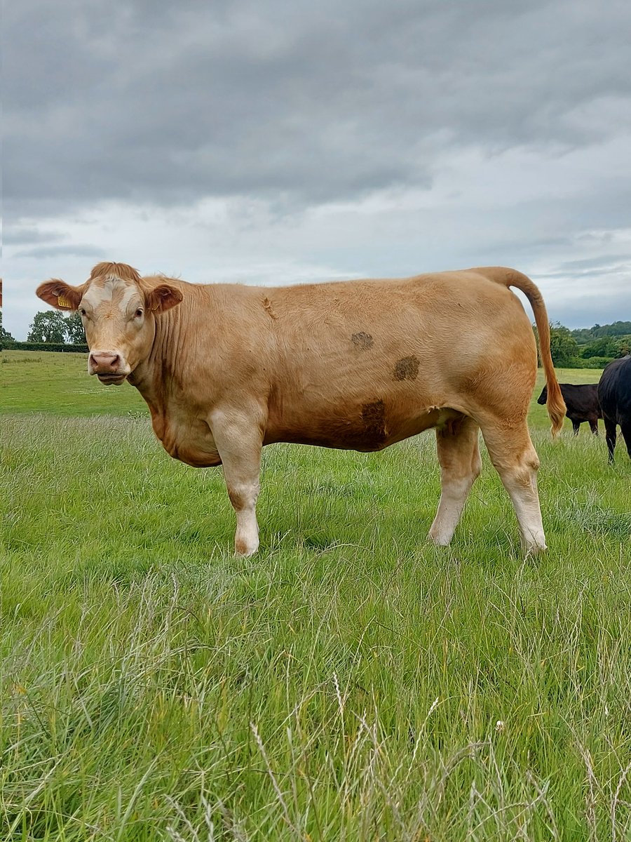 Steven Tierney tweet media