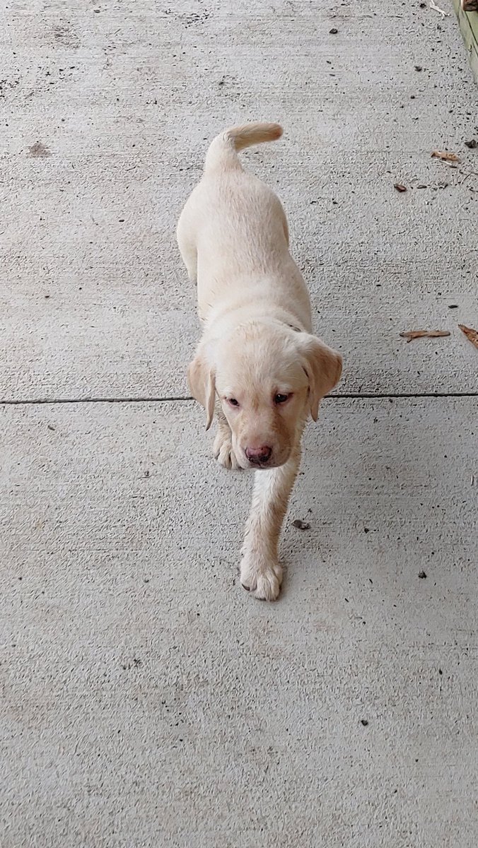 dukkhuntr's tweet photo. @MikeP77Doglover I'm well my friend I hope the same is true for you.

We welcomed a new addition to the family recently https://t.co/L6Xt0rLrAk