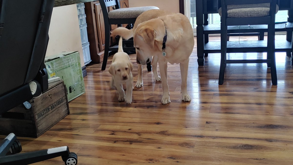 dukkhuntr's tweet photo. @MikeP77Doglover I'm well my friend I hope the same is true for you.

We welcomed a new addition to the family recently https://t.co/L6Xt0rLrAk