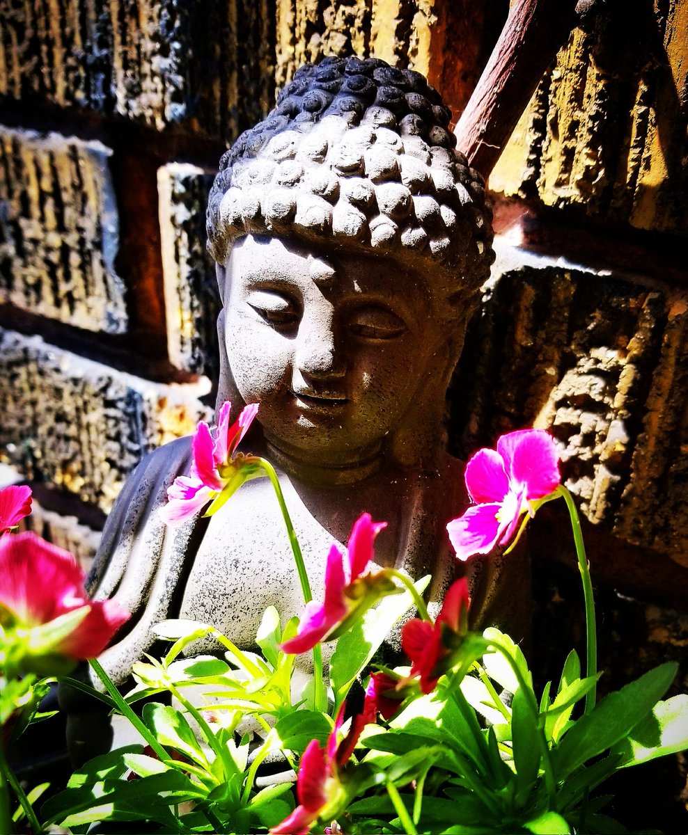 CarolineTabah's tweet photo. A Moment of Silence 🌸
Un moment de silence
#boudha #buddha #breathing #consciousness #greatconsciousness #flowers #still #stilness #being #être #summer #été #lumière #light https://t.co/JLOggEZuOU