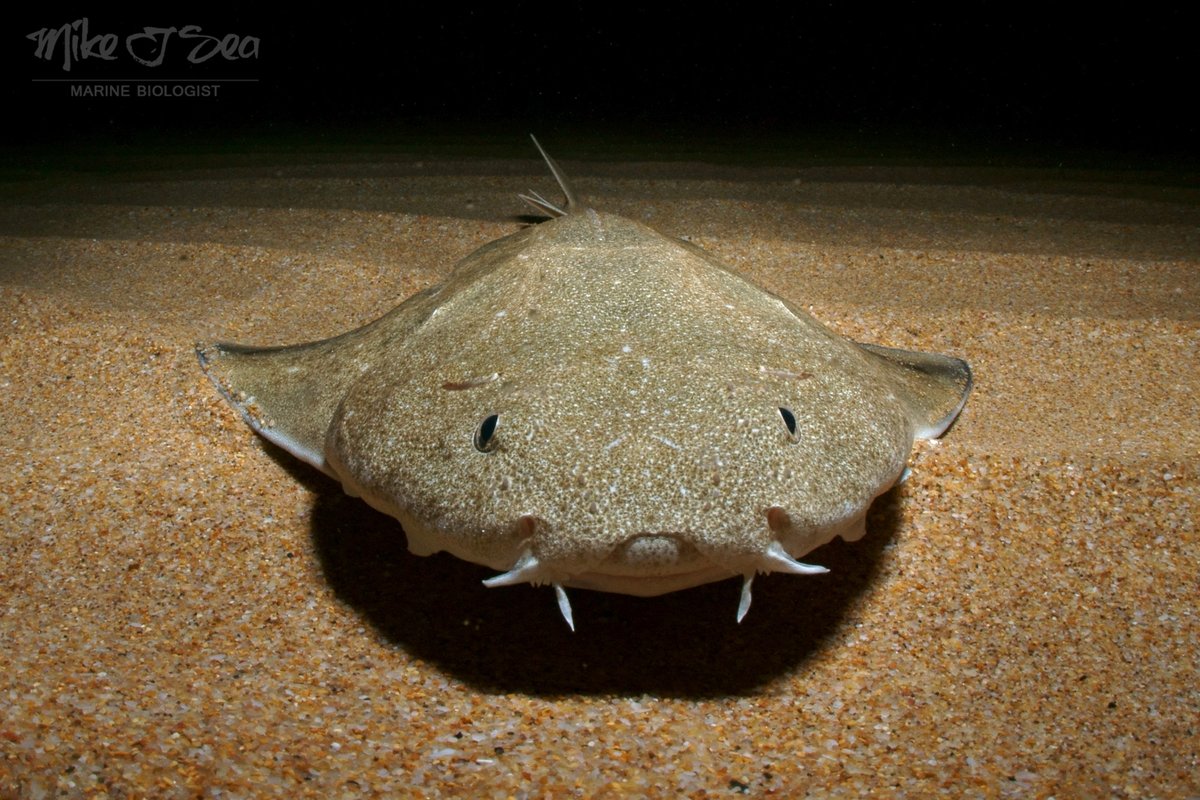 angelshark2014's tweet photo. We hope you enjoyed International #AngelSharkDay!
Want to keep up to date on all the latest news from the #AngelSharkConservationNetwork? Sign up to receive our quarterly newsletters for updates from projects working to safeguard angel shark species across their range 🦈 https://t.co/WeZxPrQrDJ