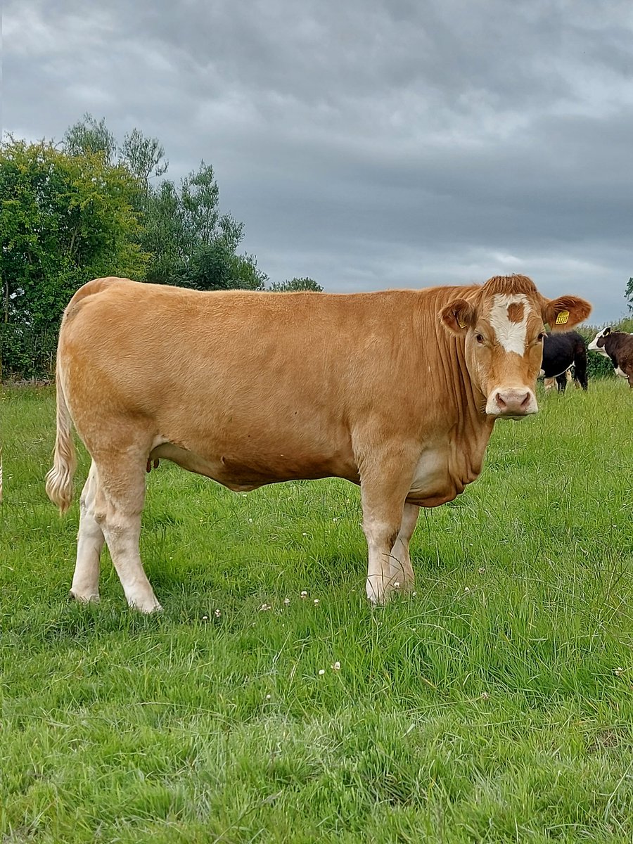 Steven Tierney tweet media