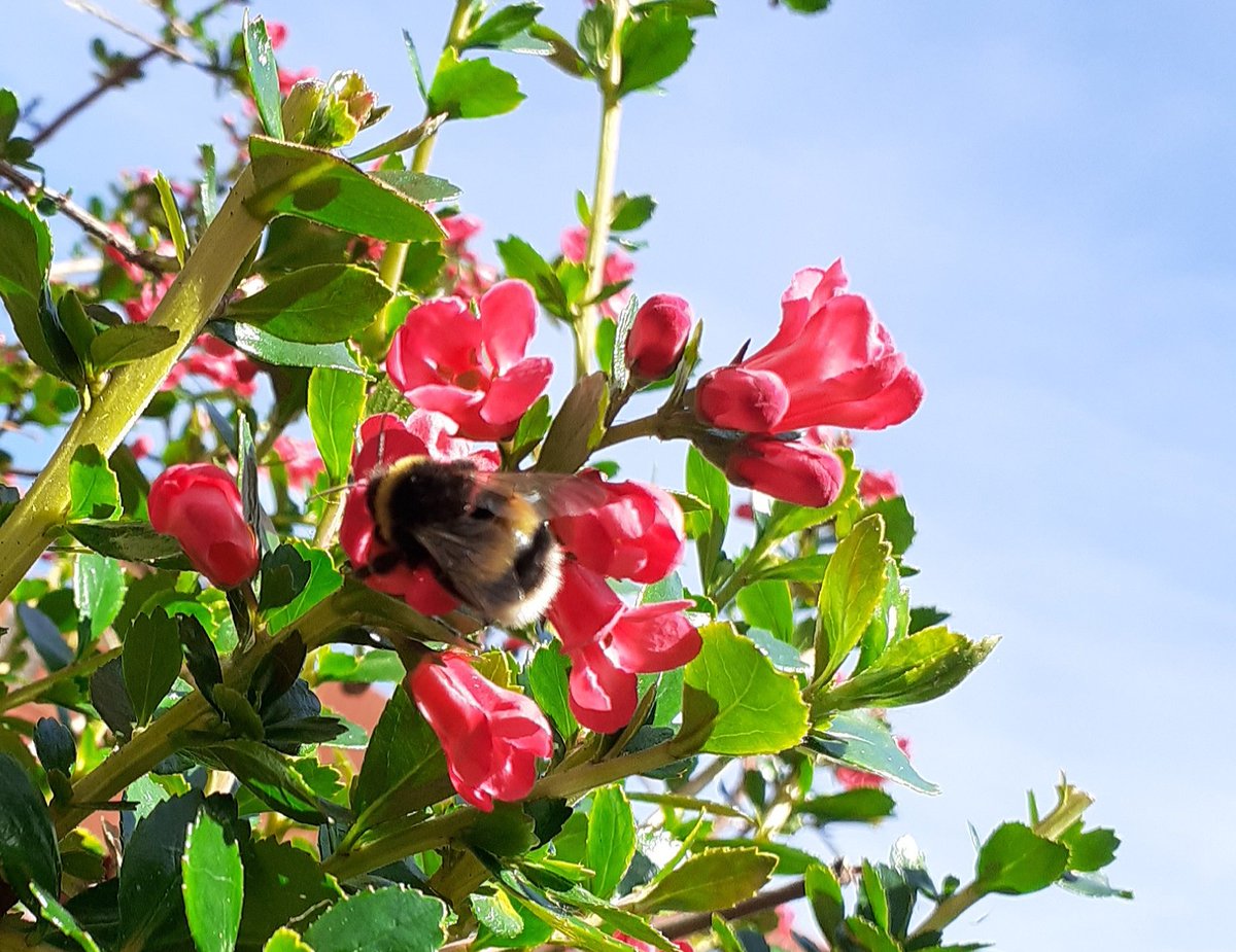 Mum_la's tweet photo. @soapachu My Escallonia is beautiful when in flower and bees absolutely love it! https://t.co/PACEFNUV5W