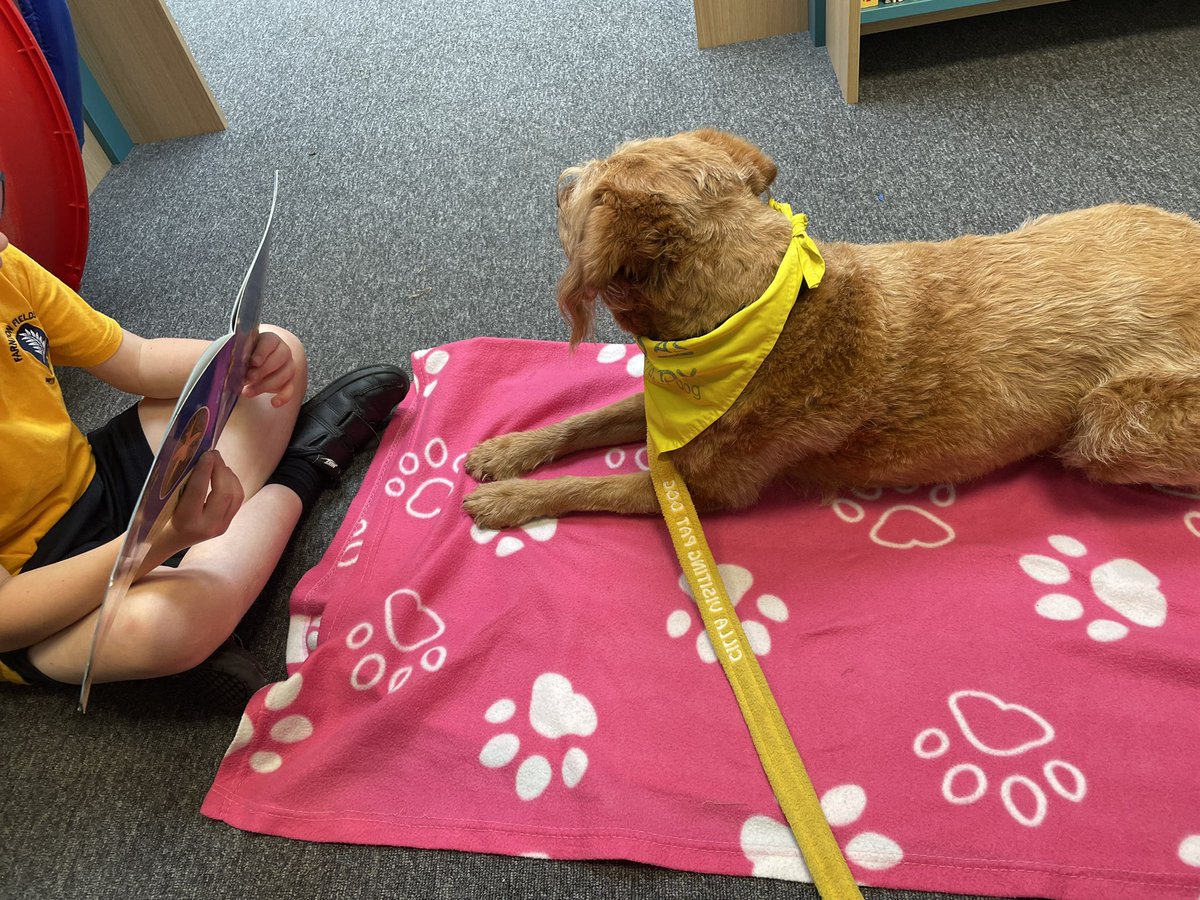 <a href="/cilla_dog/">PAT dog Cilla 💙🧡</a> has been feeling the reading vibes…listening to beautiful reading, fab stories &amp; increased confidence from the children in year 2 <a href="/FarndonFieldsSc/">FarndonFieldsSchool</a> #petsastherapy <a href="/PetsAsTherapyUK/">Pets As Therapy</a> #read2dogs #dogs #dogsoftwitter #reading #books