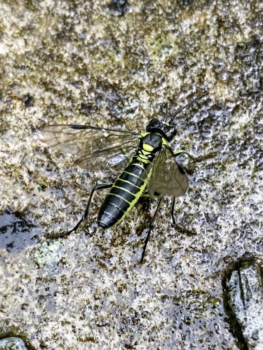 DalryCemetery's tweet photo. A striking Common green tenthredo (Tenthredo mesomela), a type of sawfly, on a gravestone. 🪰🪦🌳
.
#insect #fly #tenthredo #graveyard #graveyardphotography #cemetery #cemeteryphotography #dalry #dalrycemetery #edinburgh #scotland #scotland https://t.co/e80vJP1jCV